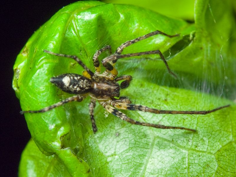 Anyphaena accentuata (Walckenaer, 1802)